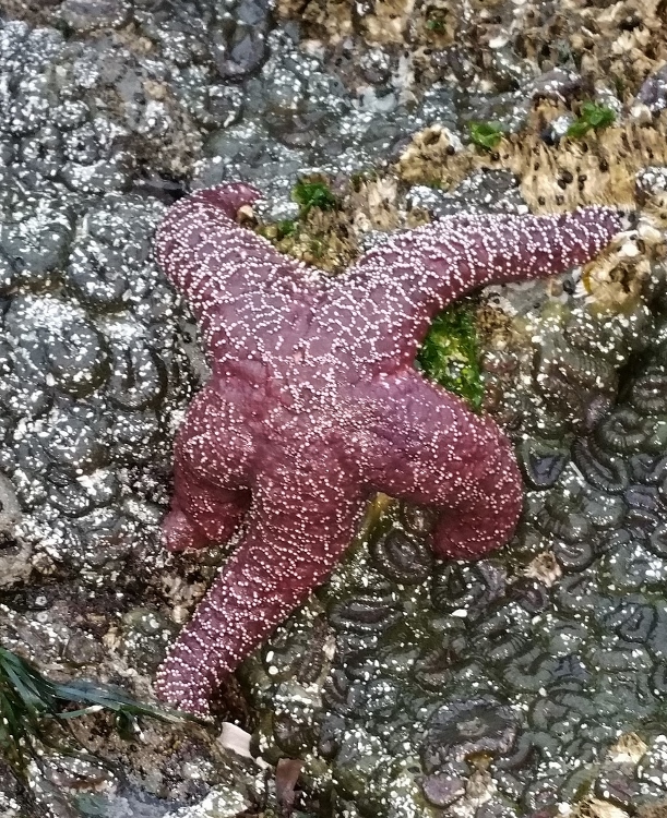 sea star